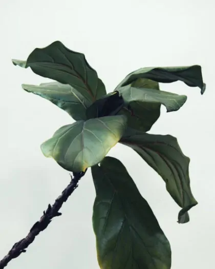 Hazel
