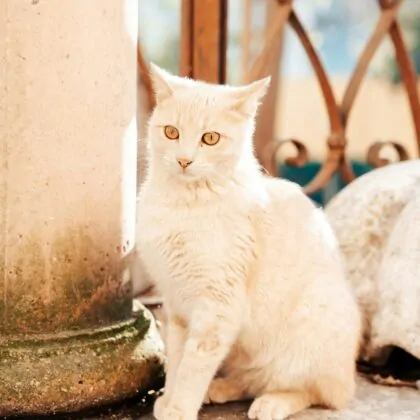 Cats