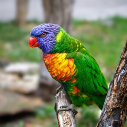 Birds