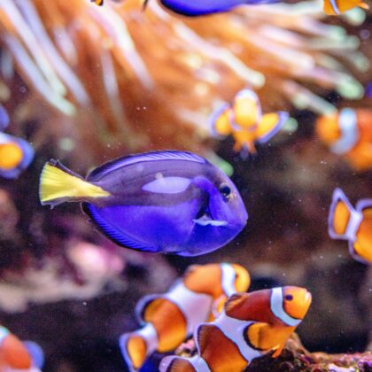 Fish