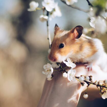 Small Pets