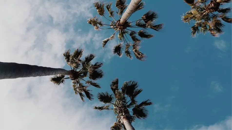 Palm trees